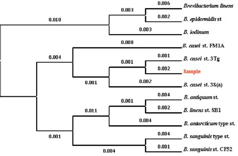 mega phylogenetic tree download.